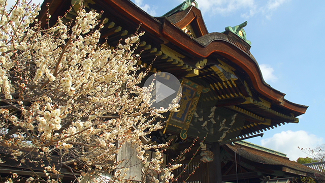 【京都の動画素材レンタル】北野天満宮　梅