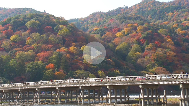 【京都の動画素材レンタル】嵐山 渡月橋 紅葉