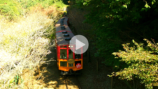 【京都の動画素材レンタル】嵐山 トロッコ列車