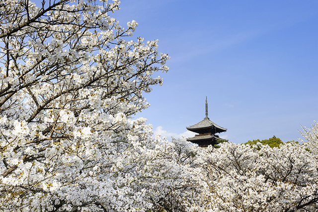 【京都の写真素材レンタル】仁和寺 桜 春