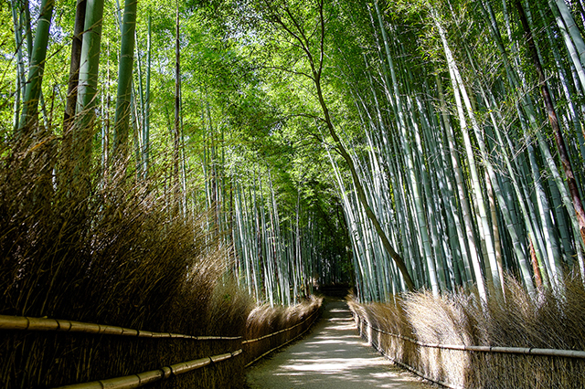 【京都の写真素材レンタル】嵯峨野竹林