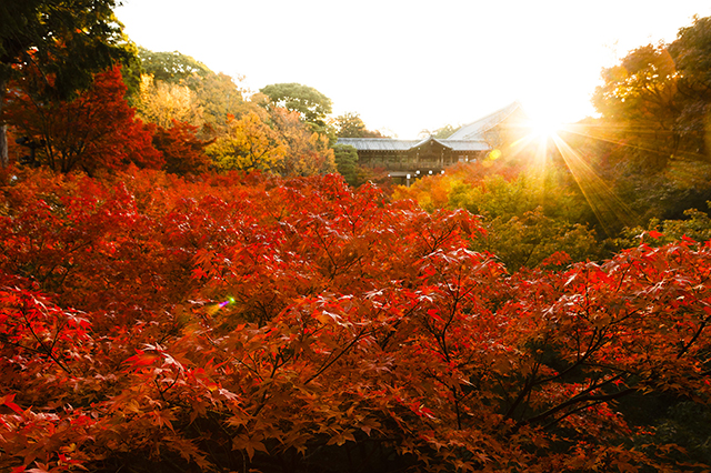 【京都の写真素材レンタル】東福寺 紅葉 秋