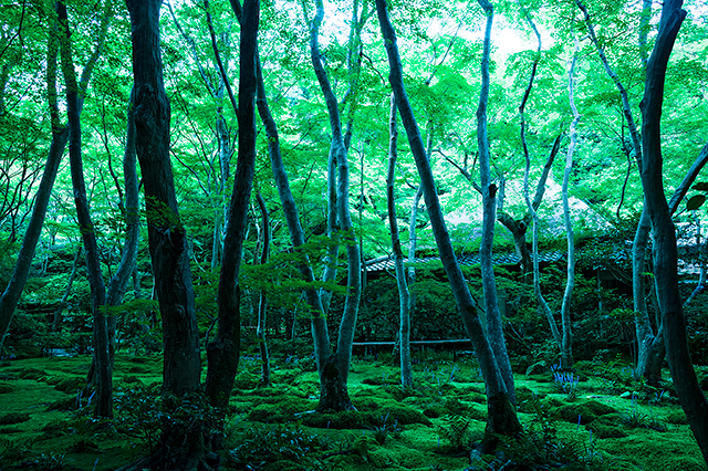 【京都の写真素材レンタル】祇王寺 嵯峨嵐山